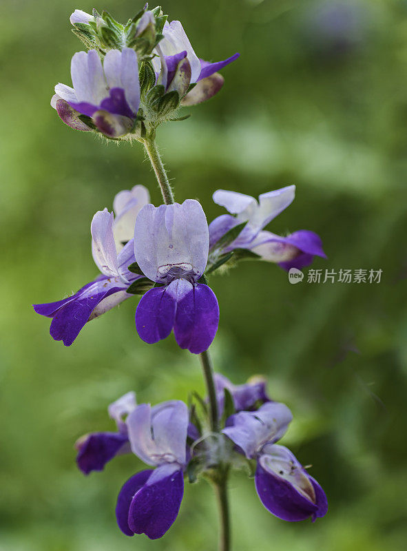 山梨花(Collinsia heterophylla)是一种开花植物，原产于加利福尼亚和下加利福尼亚。它被称为紫色中国房子或天真。托罗县公园，蒙特利县，加利福尼亚州。车前草科。